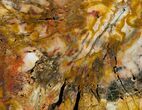 Richly Colored Petrified Wood Slab - Madagascar #6270-3